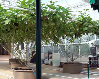 More Eggplant Trees in Disney's The Land Greenhouse