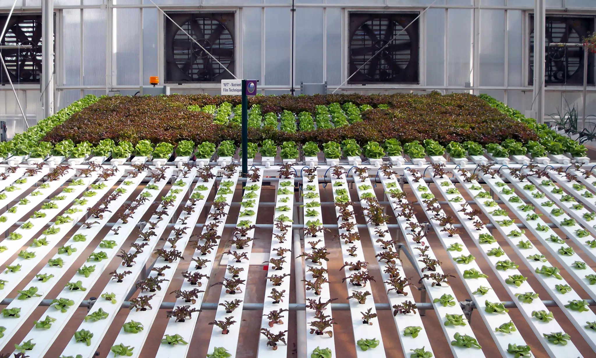 Hidden Mickey Lettuce in Disney's The Land Greenhouse