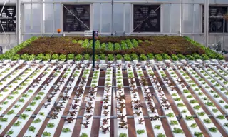 Hidden Mickey Lettuce in Disney's The Land Greenhouse