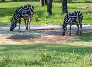 Pair of Zebra at Animal Kingdom Lodge