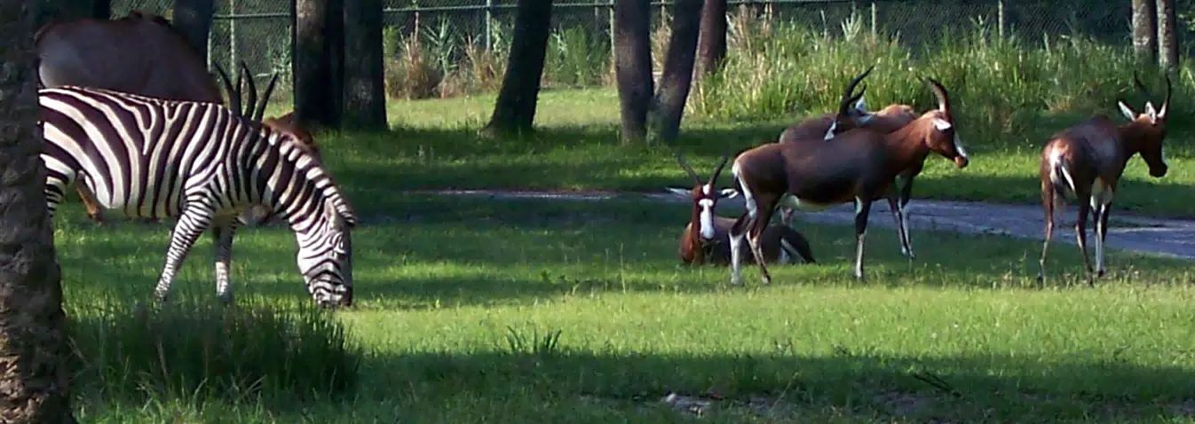 Zebra and Antelope at the AKL