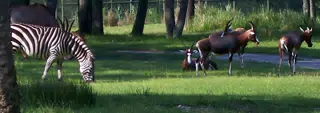 Zebra and Antelope at the AKL