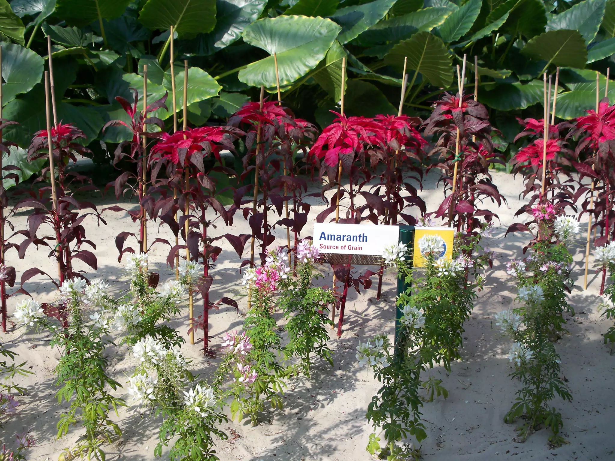 Amaranth in Disneys The Land Greenhouse
