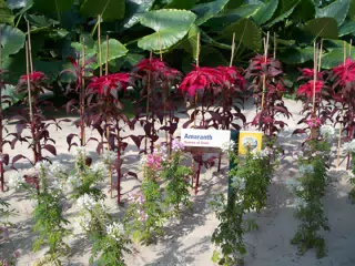 Amaranth in Disneys The Land Greenhouse