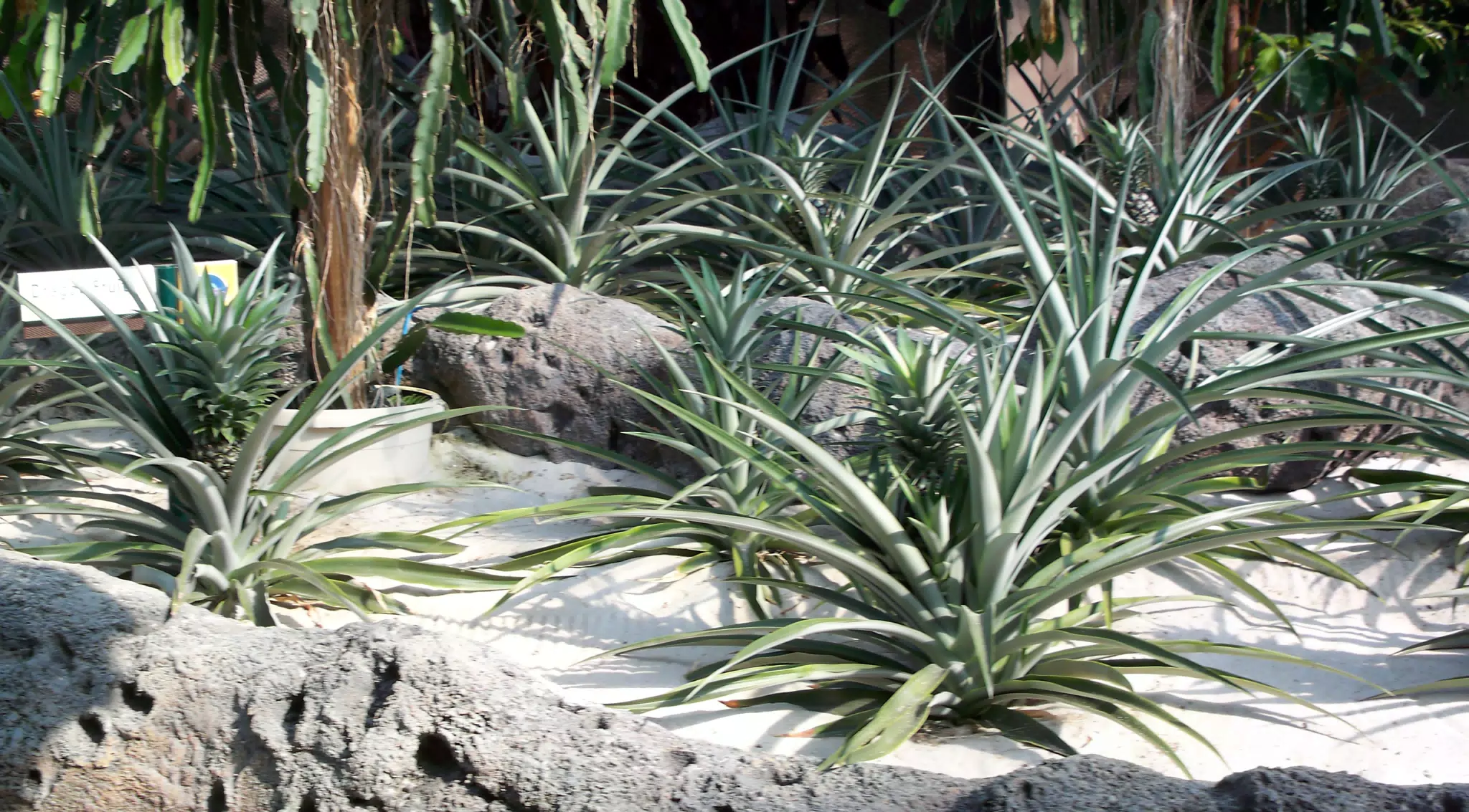 Pineapple in Disneys The Land Greenhouse