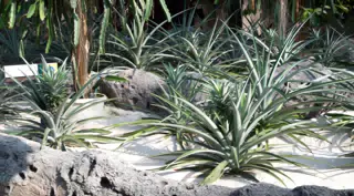 Pineapple in Disneys The Land Greenhouse