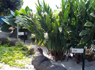 Ginger in Disneys The Land Greenhouse