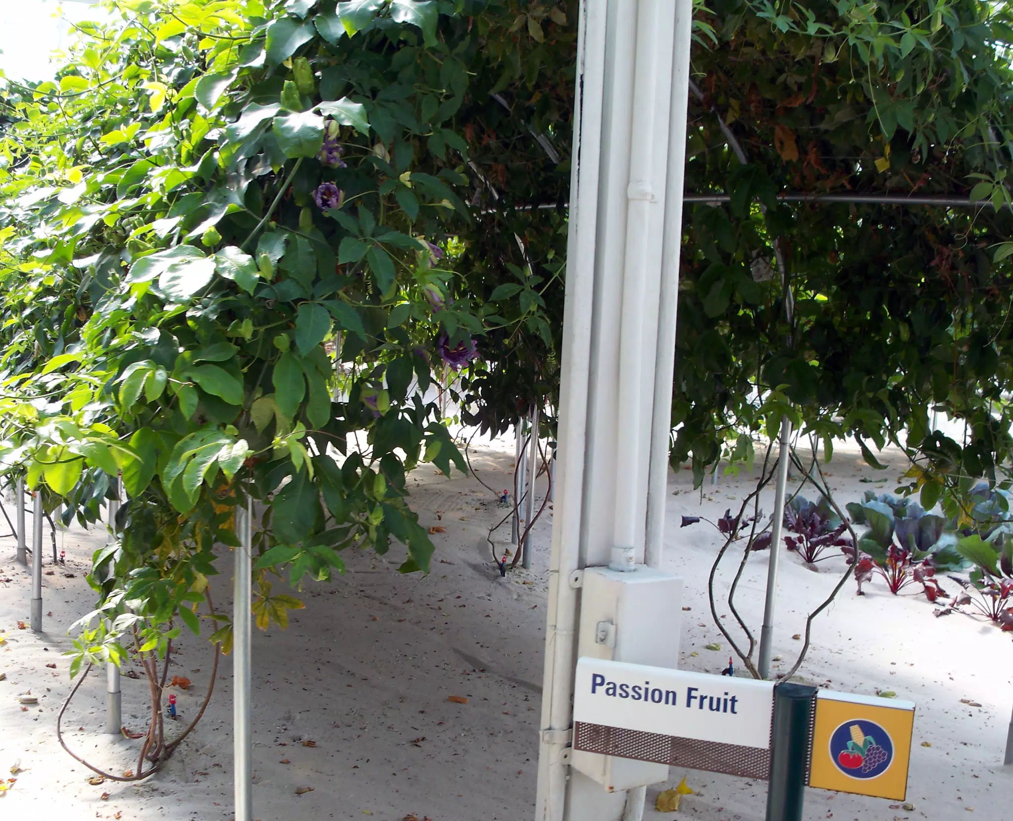 Passion Fruit in Disneys The Land Greenhouse