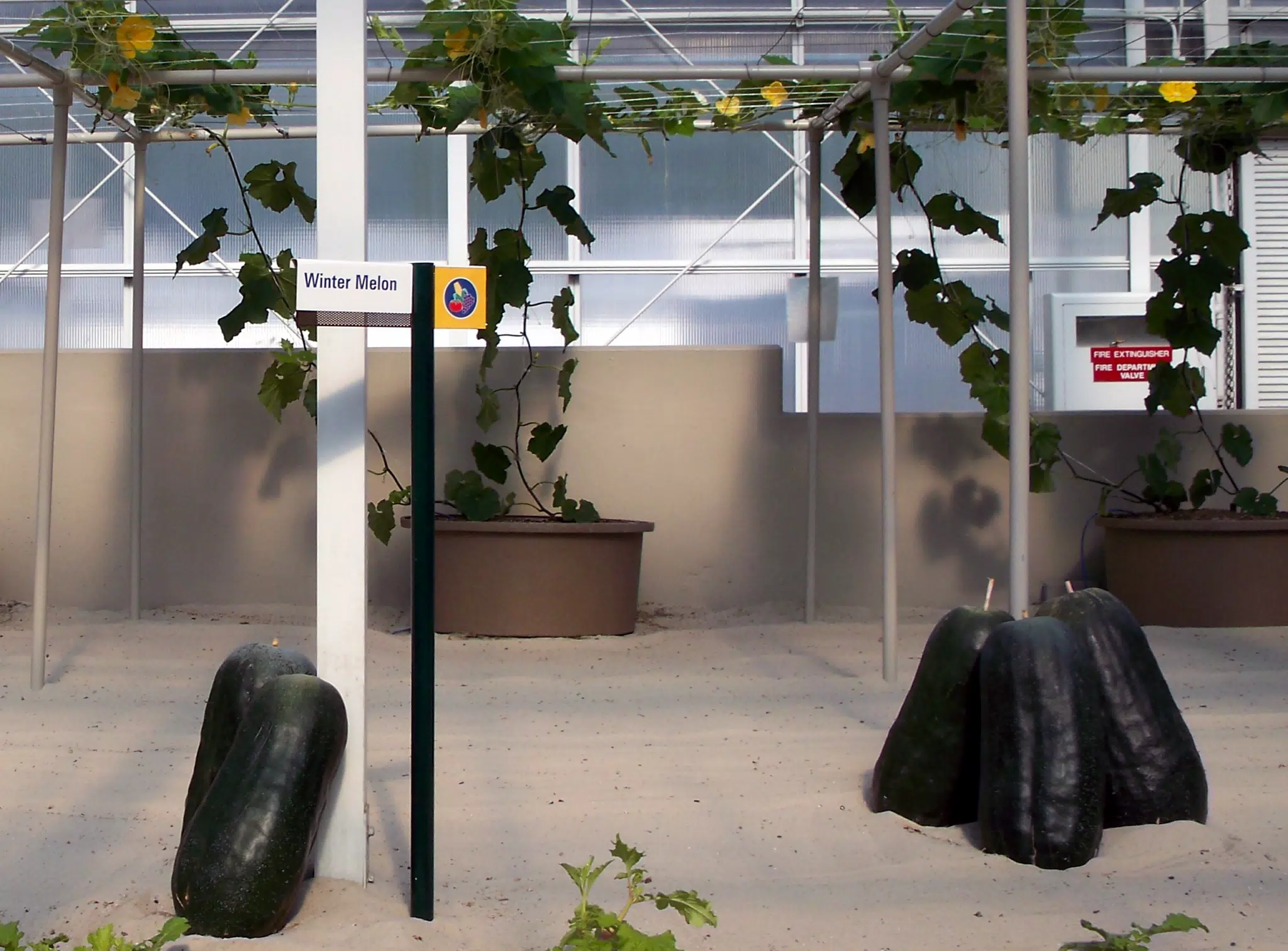 Winter Melon in Disneys The Land Greenhouse