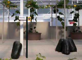 Winter Melon in Disneys The Land Greenhouse