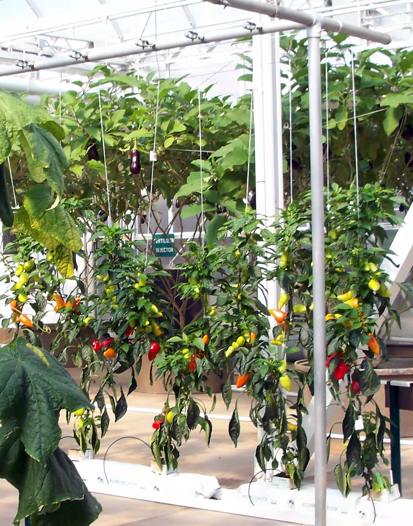 Triton Peppers in Disney's The Land Greenhouse