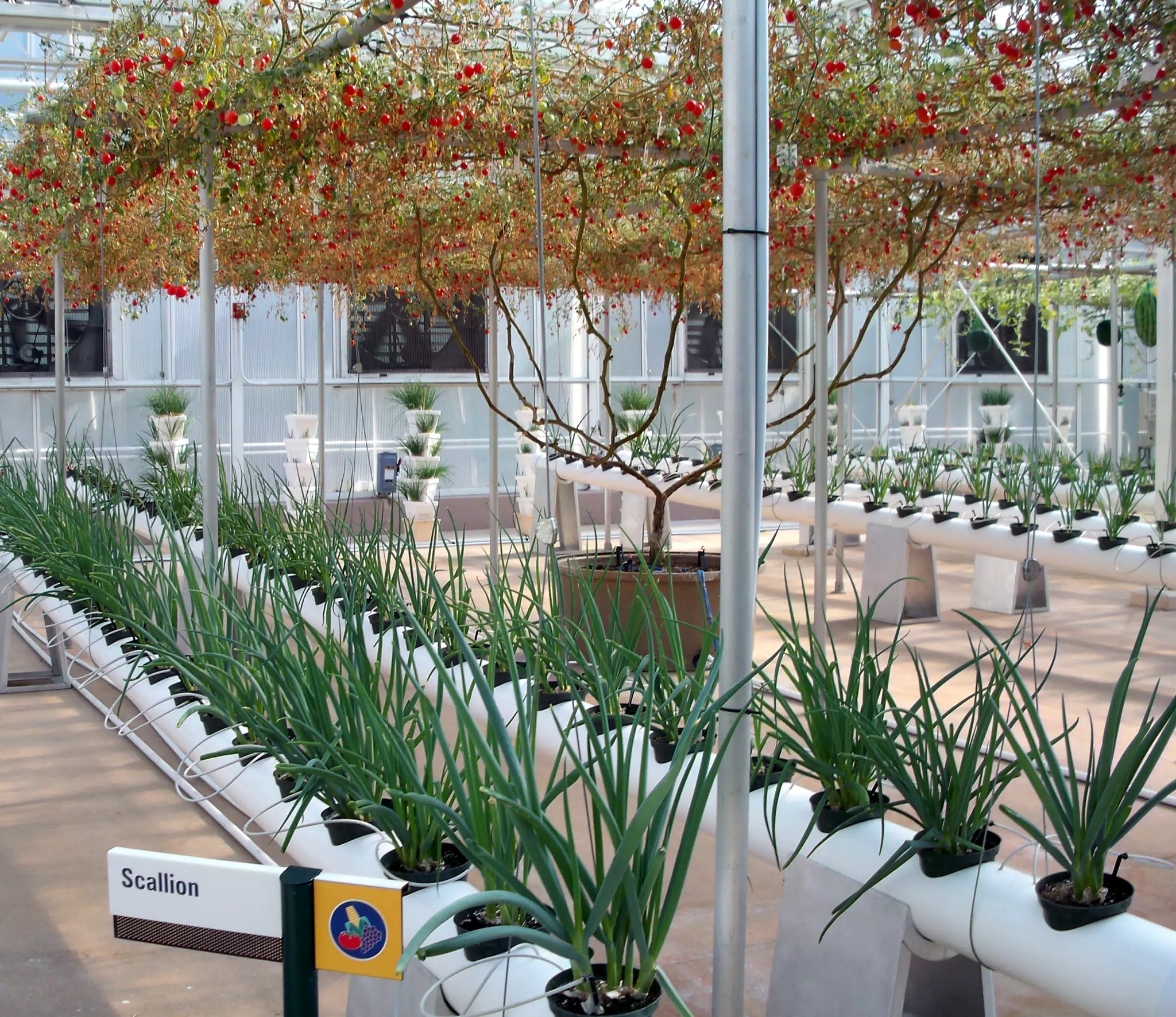 Scallions in Disney's The Land Greenhouse