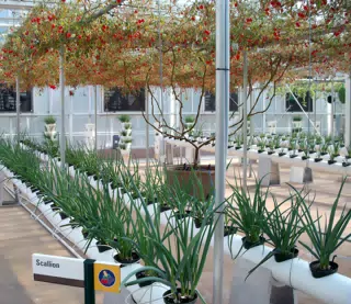 Scallions in Disney's The Land Greenhouse