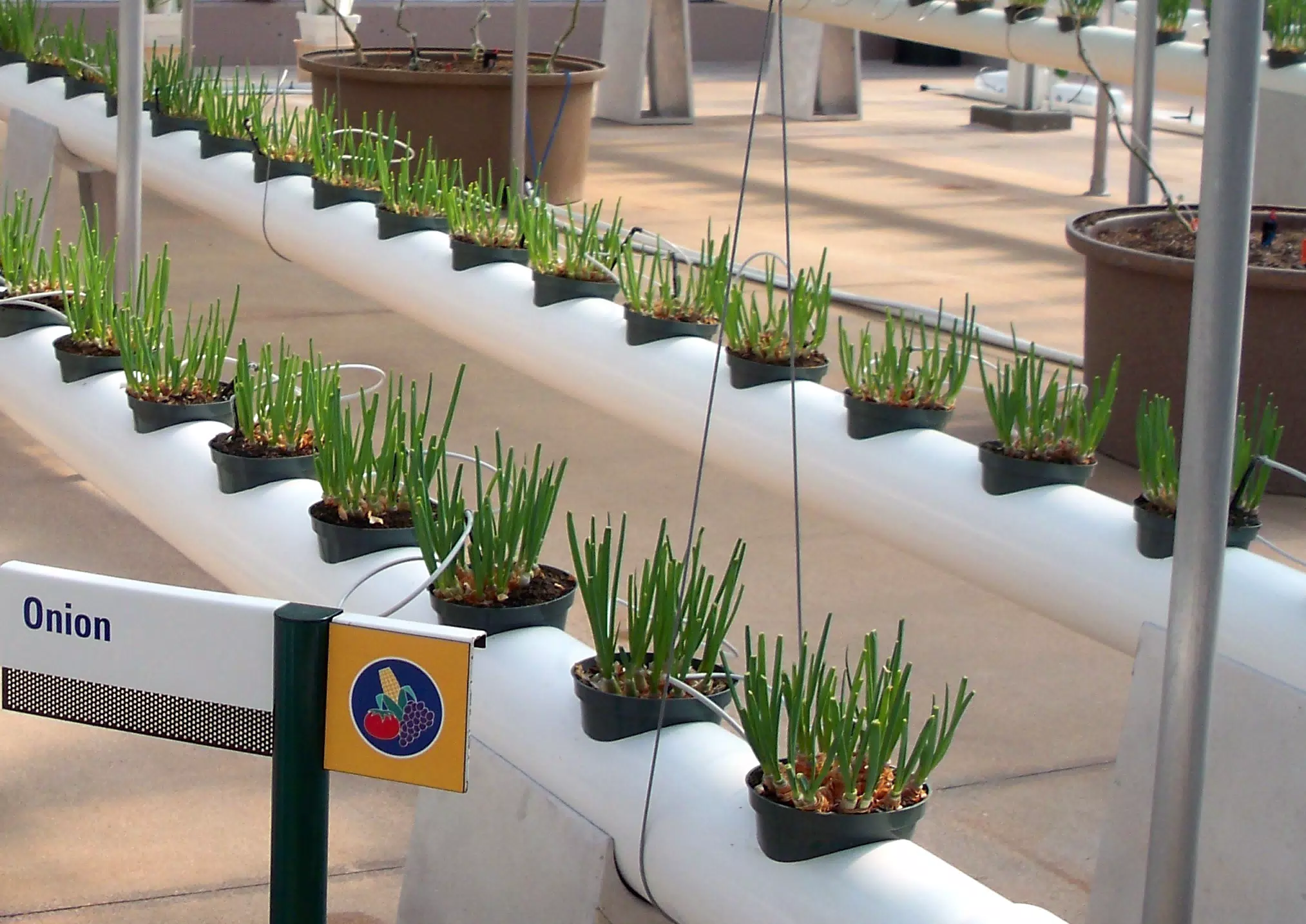 Onions in Disney's The Land Greenhouse