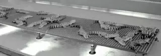 American Alligators in the Aquaculture Exhibit of Living with the Land