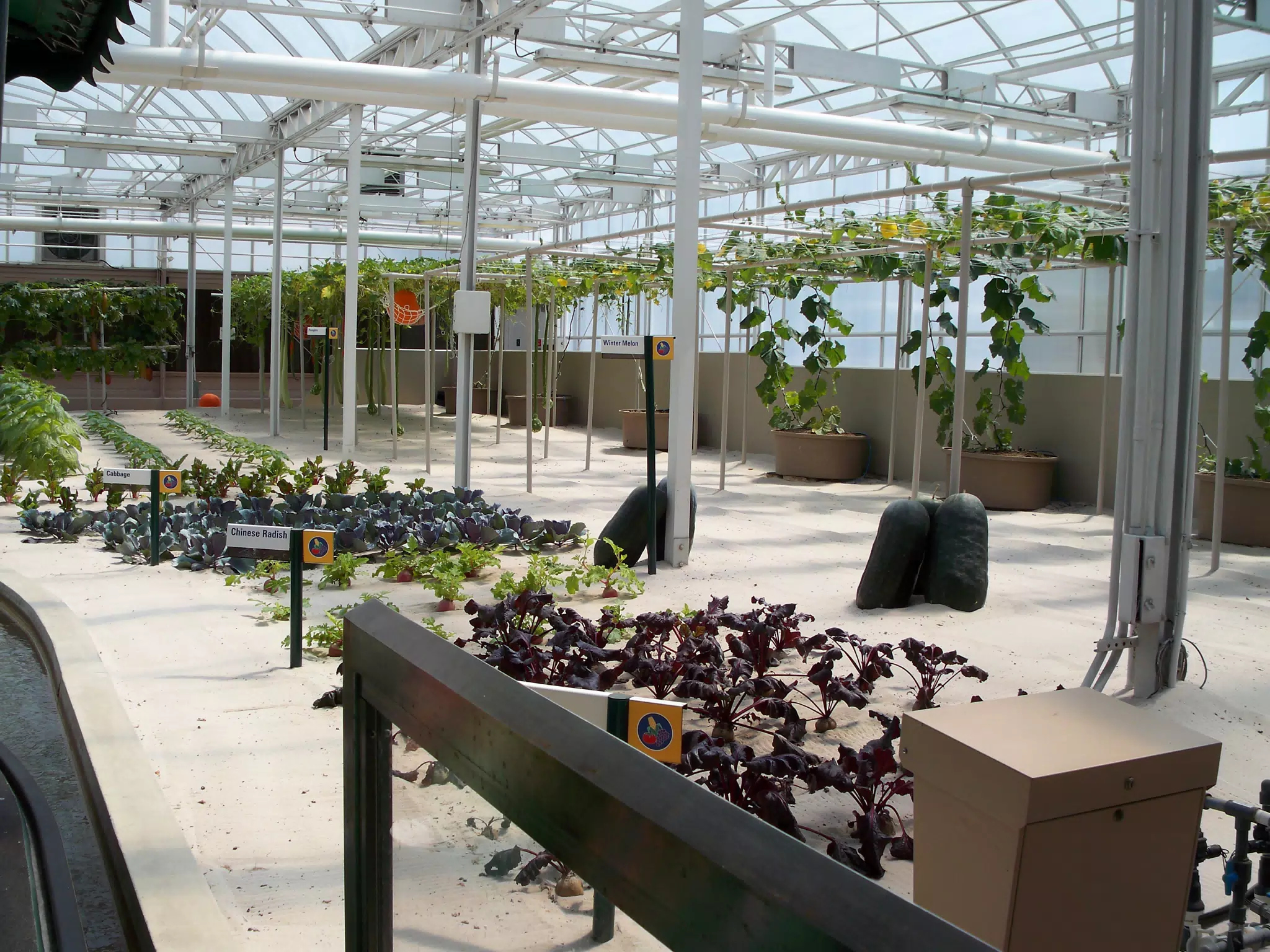 Chinese Radish and Cabbage in Disneys The Land Greenhouse