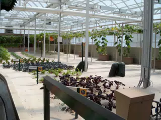 Chinese Radish and Cabbage in Disneys The Land Greenhouse