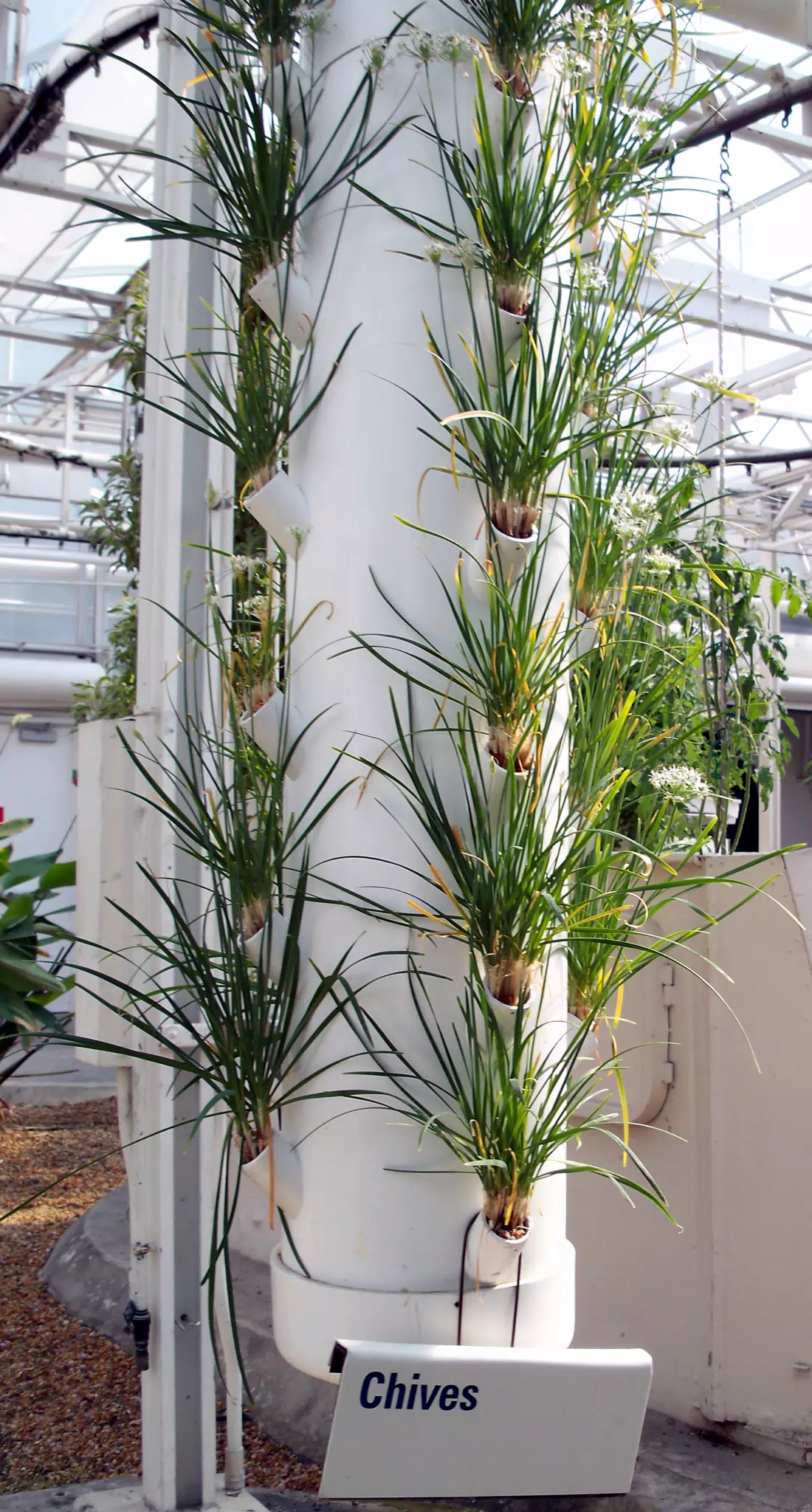 Chives in Disneys The Land Greenhouse
