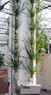Chives in Disneys The Land Greenhouse