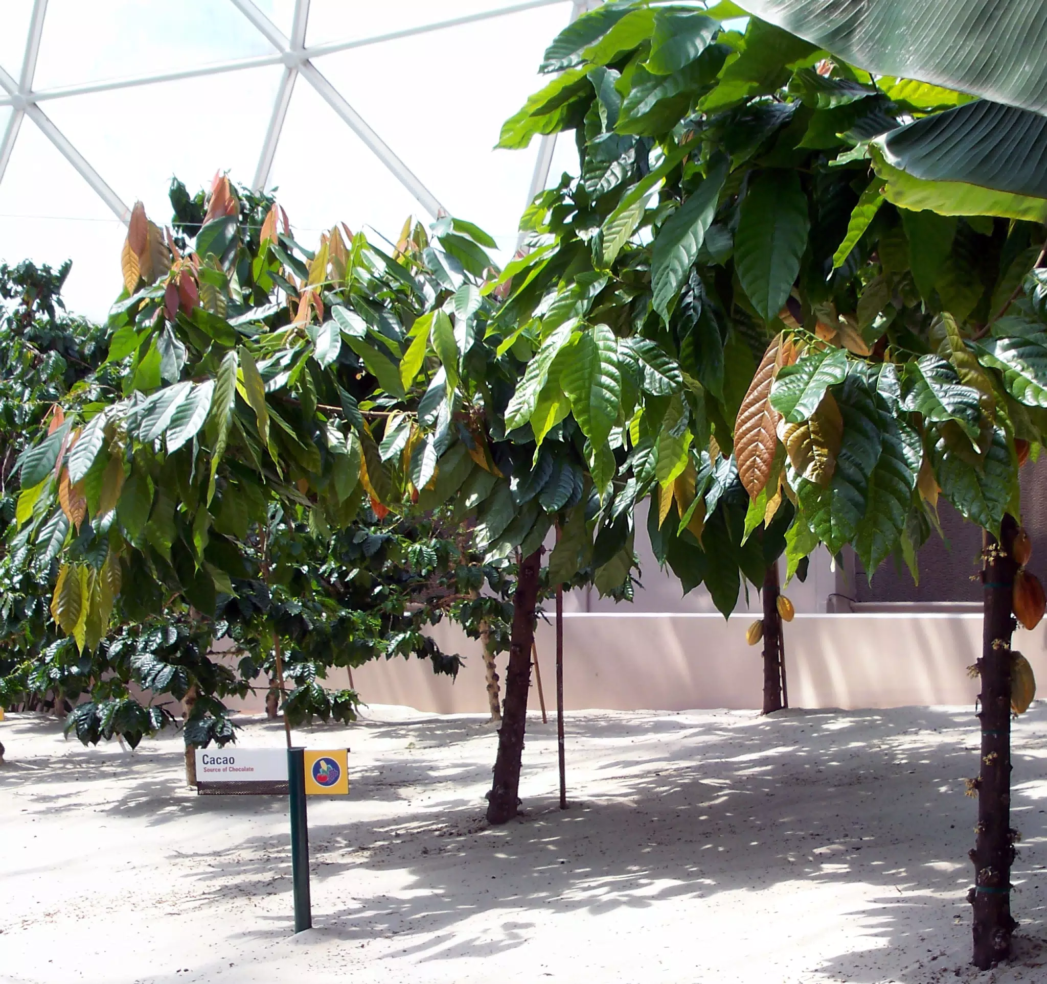 Cacao in Disneys The Land Greenhouse
