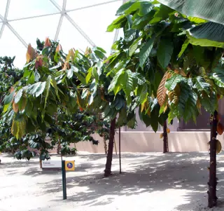 Cacao in Disneys The Land Greenhouse