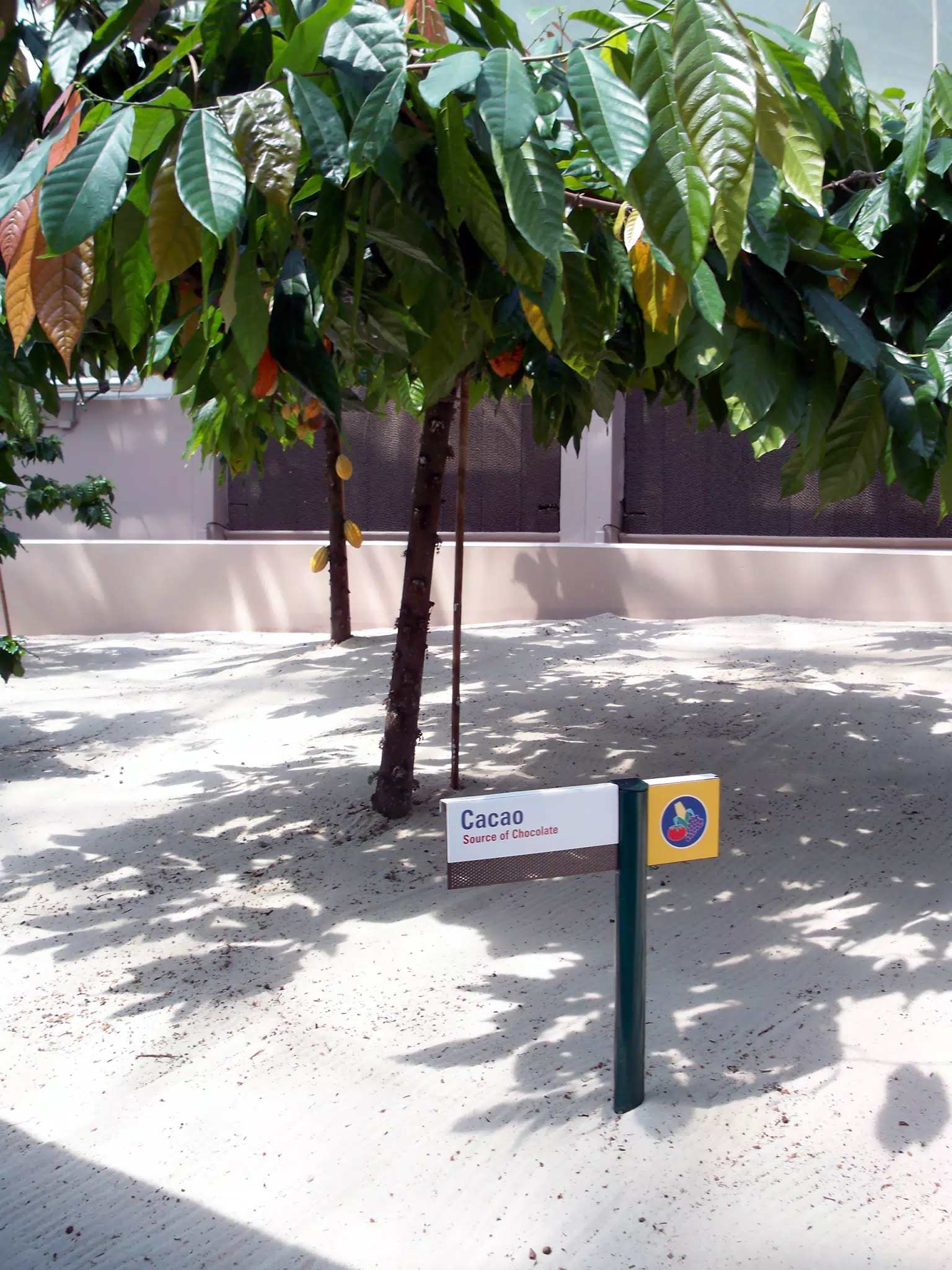 Cacao for Chocolate in Disneys The Land Greenhouse