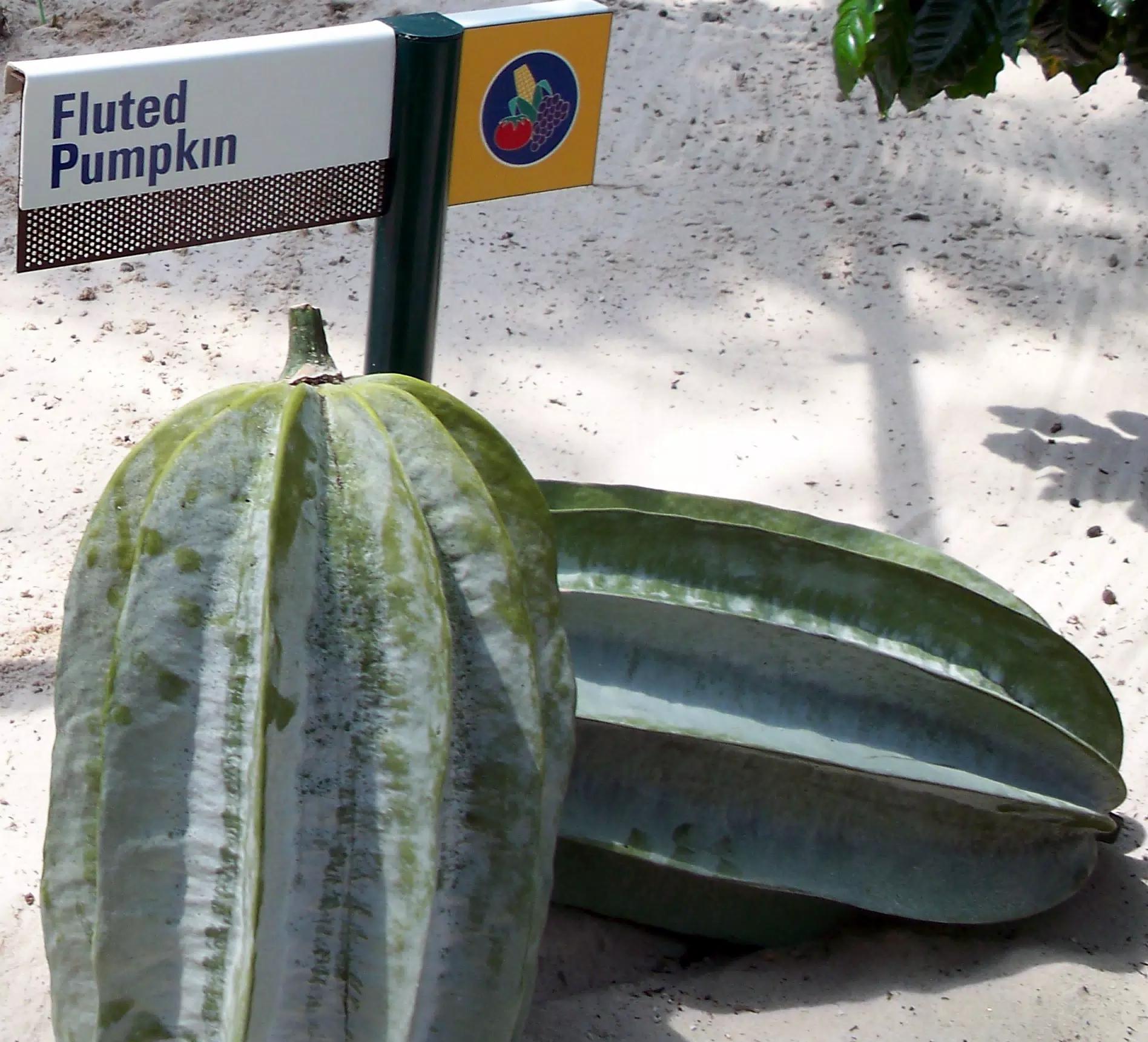 Fluted Pumpkin in Disneys The Land Greenhouse