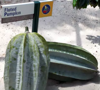 Fluted Pumpkin in Disneys The Land Greenhouse