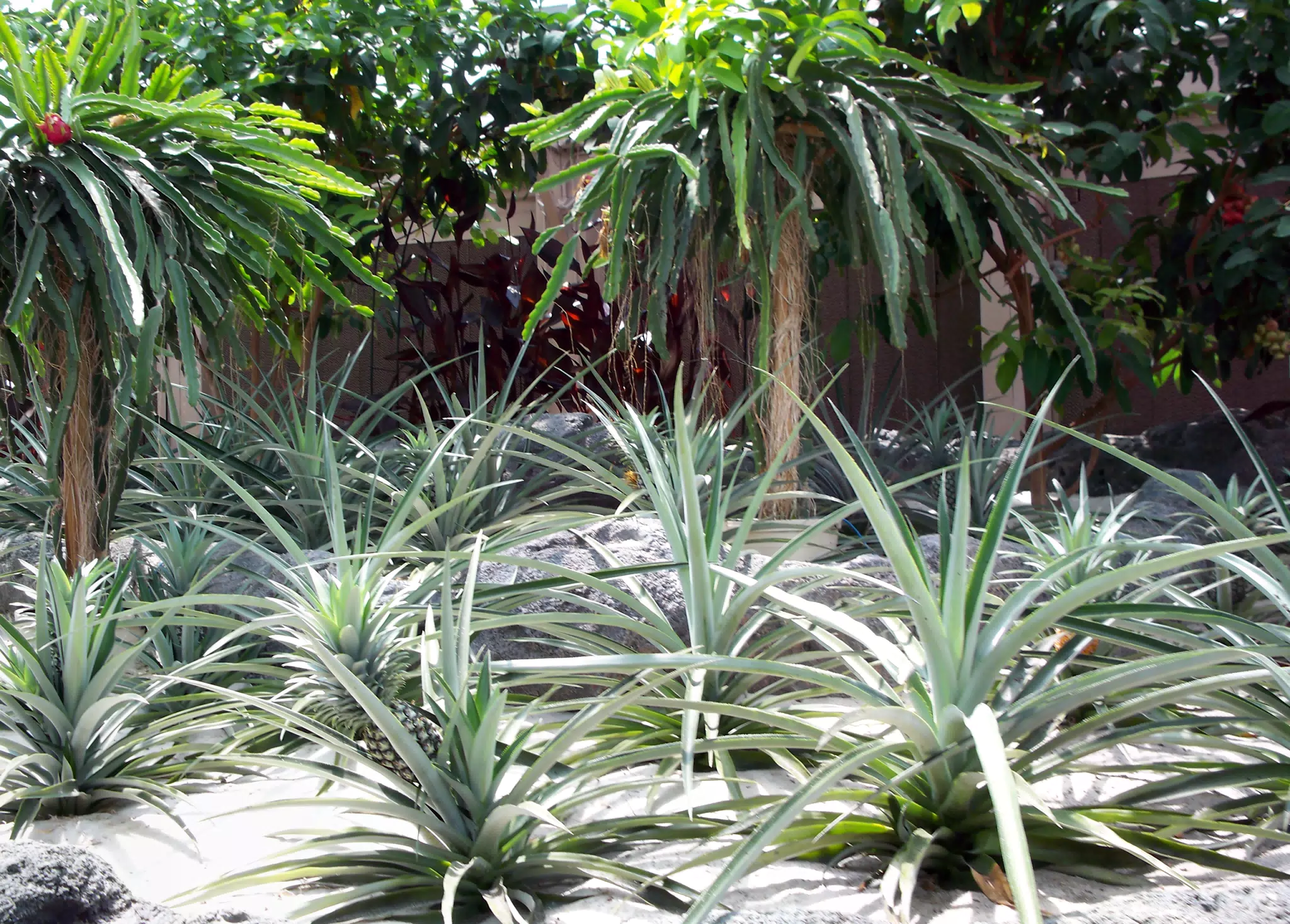 Dragonfruit and Pineapple in Disneys The Land Greenhouse