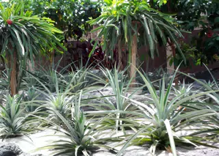 Dragonfruit and Pineapple in Disneys The Land Greenhouse