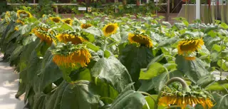 Hydroponic Sunflowers in Disneys The Land Greenhouse