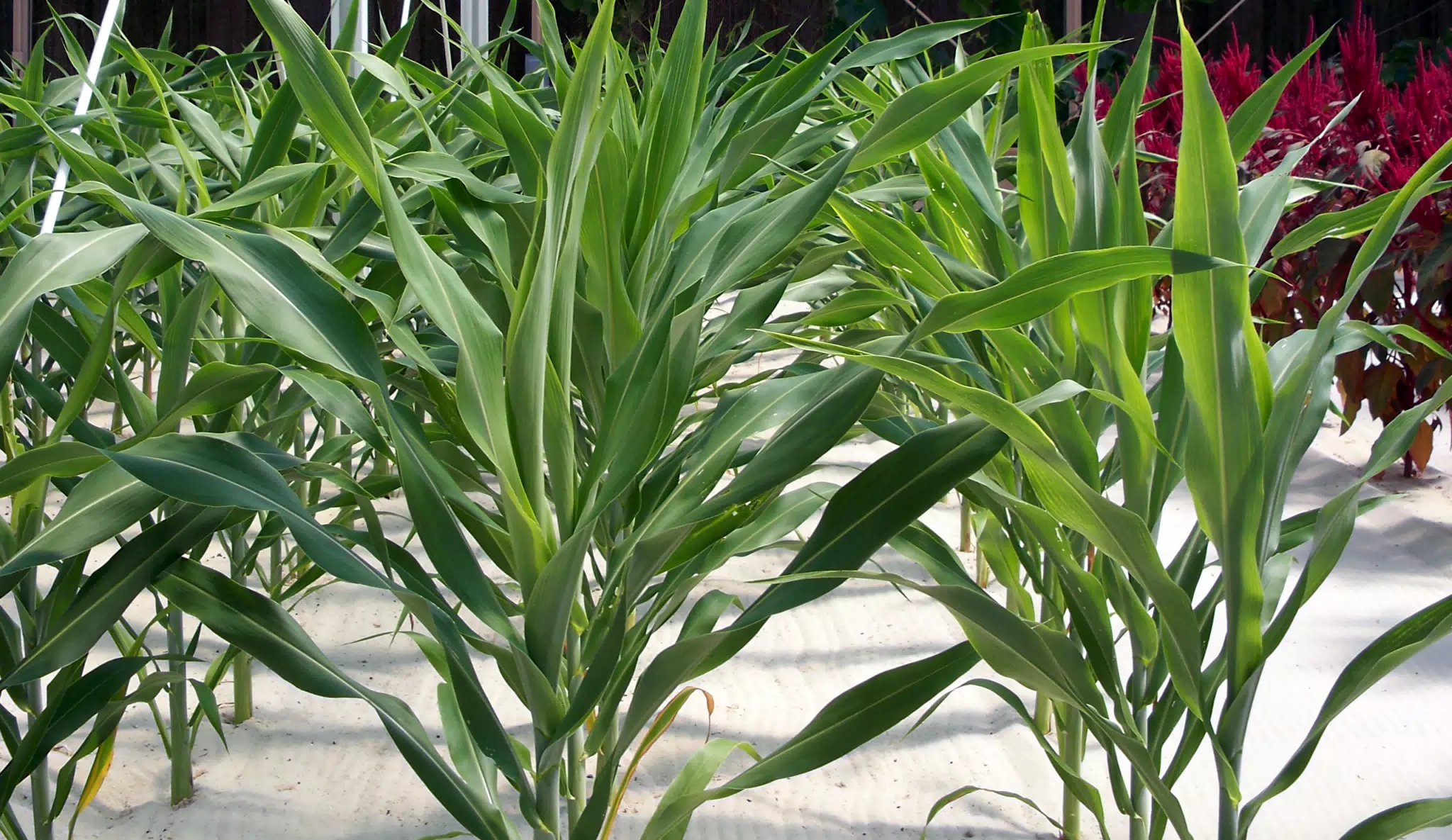 Hydroponic Corn in Disneys The Land Greenhouse