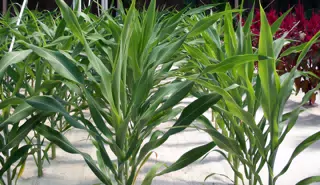 Hydroponic Corn in Disneys The Land Greenhouse