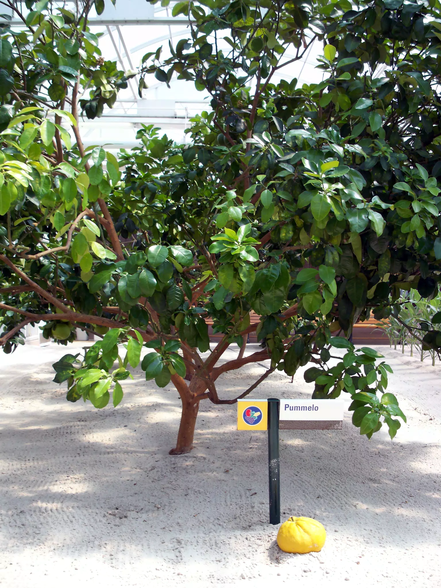 Hydroponic Pummelo in Disneys The Land Greenhouse
