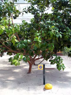 Hydroponic Pummelo in Disneys The Land Greenhouse