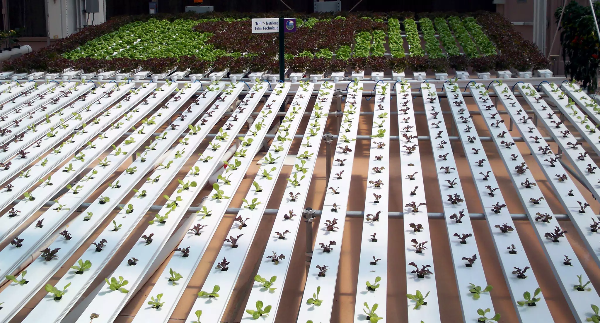 Nutrient Film Technique for Lettuce in Disneys The Land Greenhouse