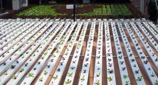 Nutrient Film Technique for Lettuce in Disneys The Land Greenhouse