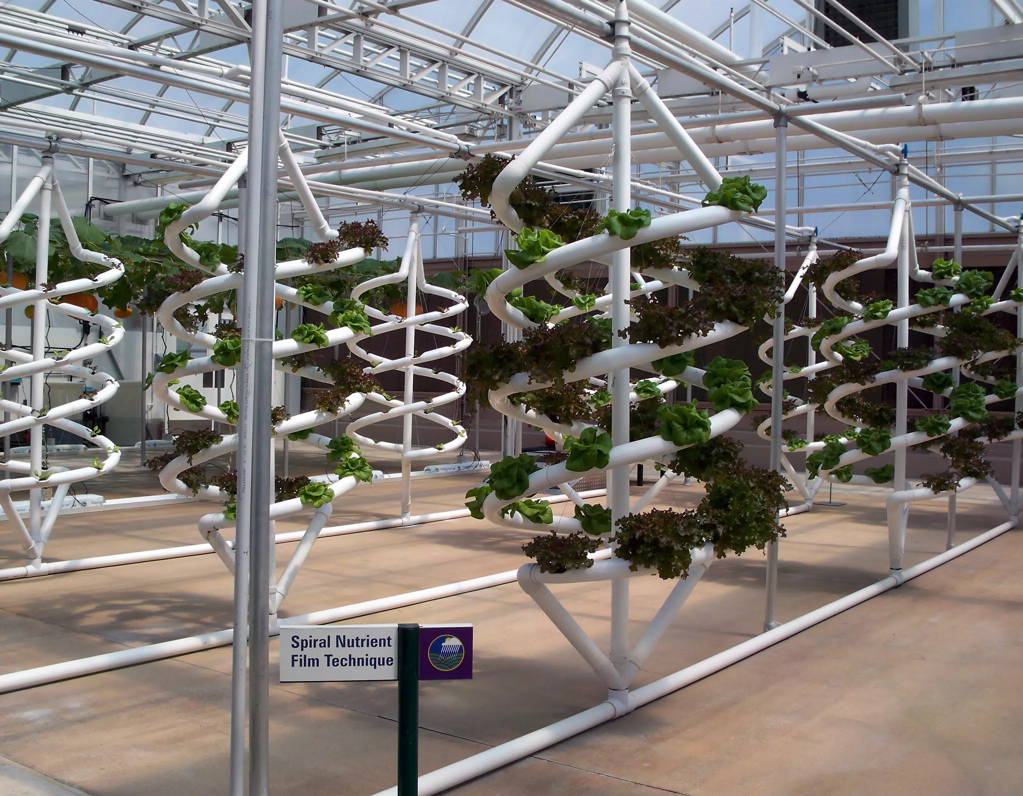 Spiral Nutrient Film Technique for Lettuce in Disneys The Land Greenhouse