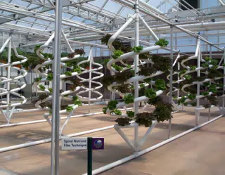 Spiral Nutrient Film Technique for Lettuce in Disneys The Land Greenhouse