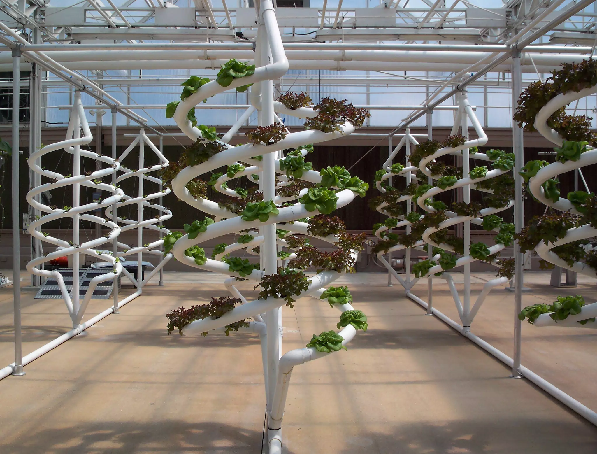 Spiral Nutrient Film Technique for Lettuce CloseUp in Disneys The Land Greenhouse
