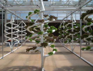 Spiral Nutrient Film Technique for Lettuce CloseUp in Disneys The Land Greenhouse