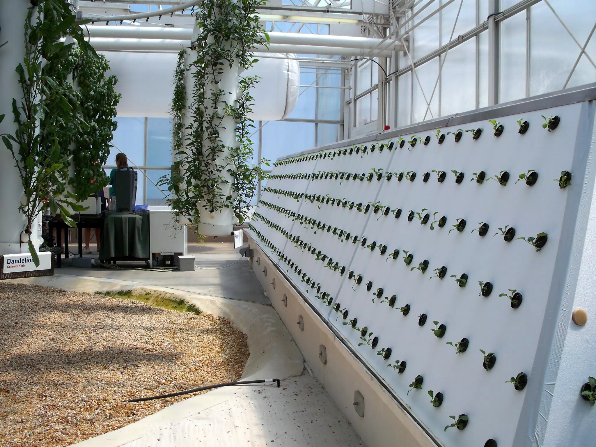 Aeroponic Tatsoi and Drip Dandelion and Herbs in Disneys The Land Greenhouse