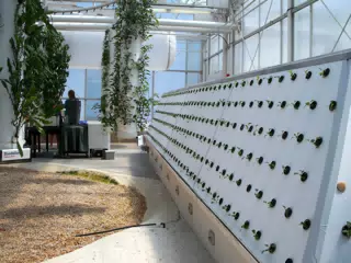 Aeroponic Tatsoi and Drip Dandelion and Herbs in Disneys The Land Greenhouse