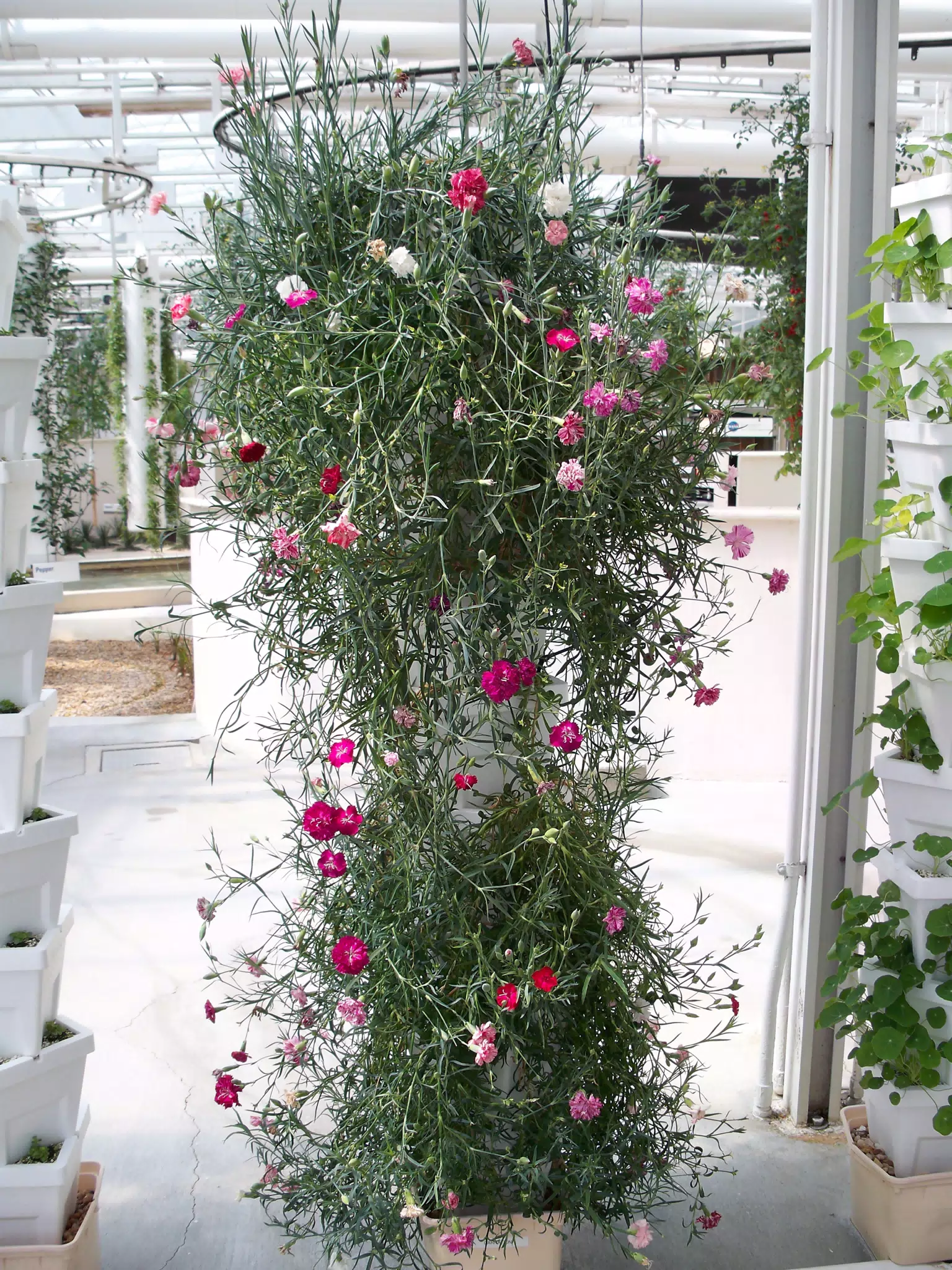 Ornamentals Growing in Drip Pots in Disneys The Land Greenhouse