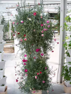 Ornamentals Growing in Drip Pots in Disneys The Land Greenhouse