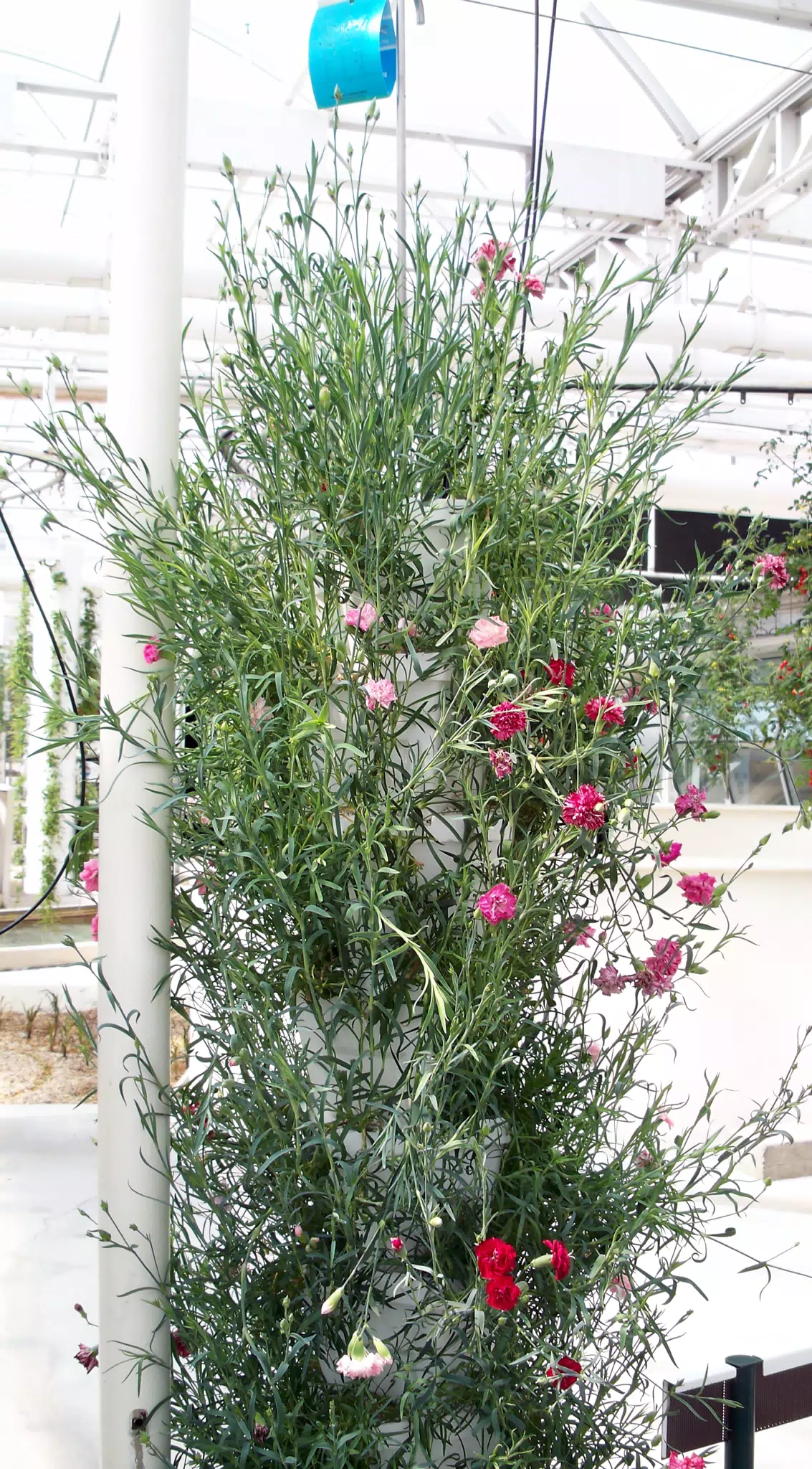 Drip Pots Used for Flowers in Disneys The Land Greenhouse