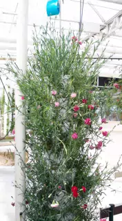 Drip Pots Used for Flowers in Disneys The Land Greenhouse