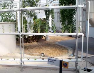 Grain Research in Disneys The Land Greenhouse