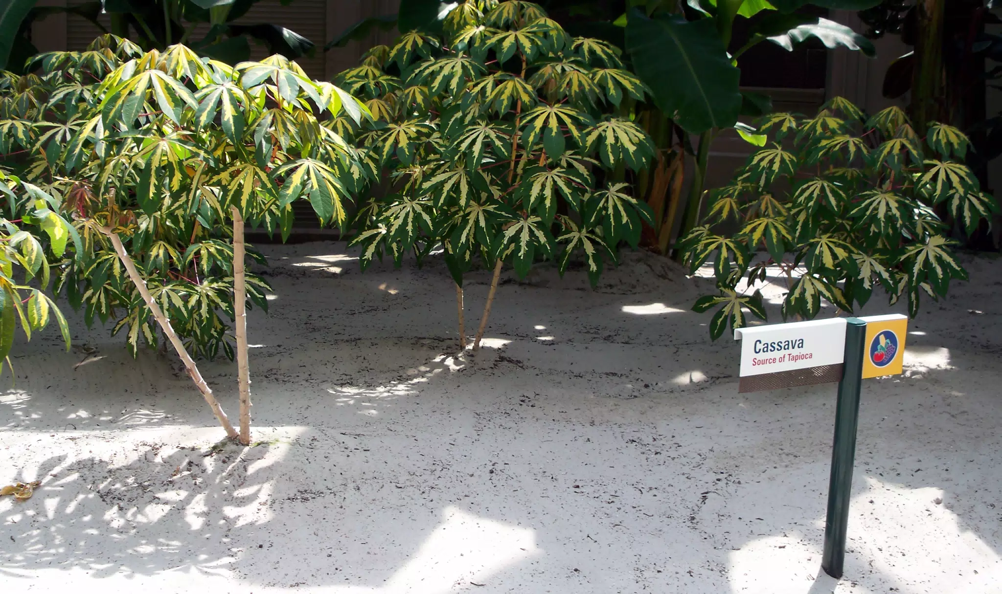 Cassava in Disneys The Land Greenhouse