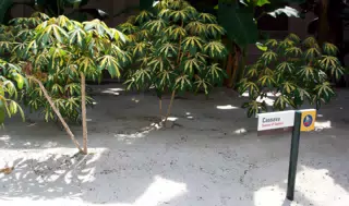 Cassava in Disneys The Land Greenhouse